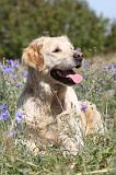 GOLDEN RETRIEVER 153